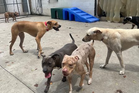 What Are the Benefits of Dog Daycare? 7 Reasons Your Dog May Love It