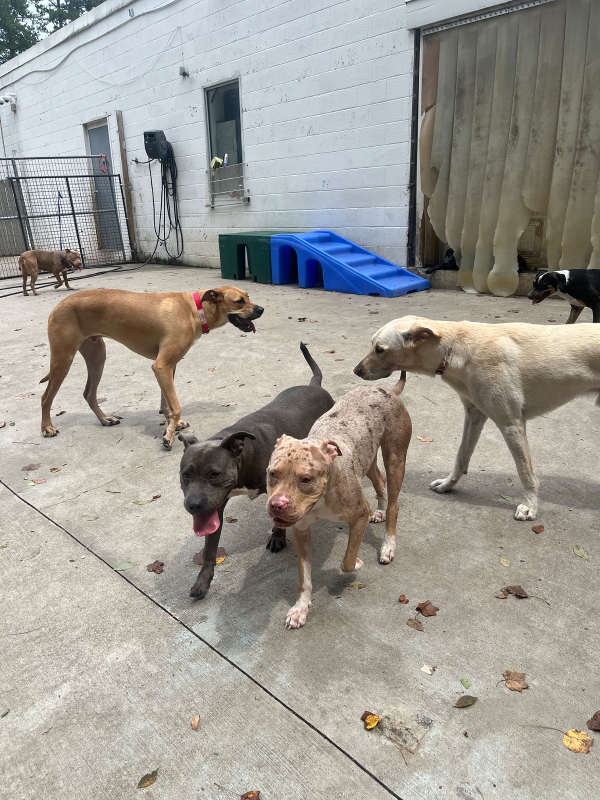 What Are the Benefits of Dog Daycare? 7 Reasons Your Dog May Love It