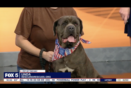 Meet Linda – Fox 5 Pet of the Day